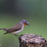 Red-breasted Flycatcher