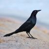 Boat-tailed Grackle