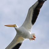 In flight