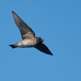 Cliff Swallow in Flight