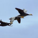 In flight