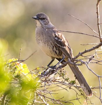 Bahama Mockingbird