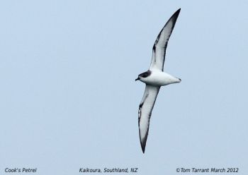 Cook's Petrel