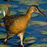 Lacombe, Louisiana, US - Big Branch Marsh National Wildlife Refuge - May 14, 2011