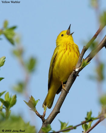 Yellow Warbler