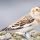 Snow Bunting