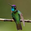 Magnificent Hummingbird