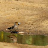 Hawfinch