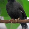 Crested Myna