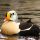 King Eider