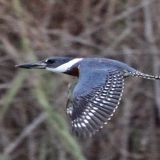 In flight