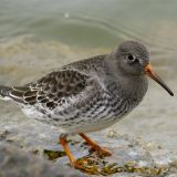 Purple Sandpiper