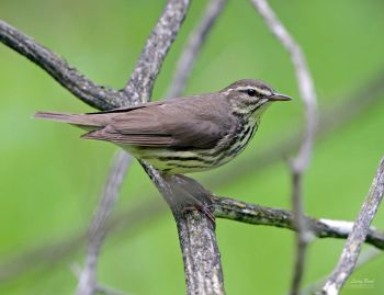 Northern Waterthrush