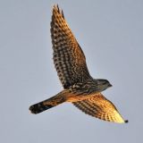 Morning flight - Jamestown, RI - October 2012