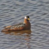 Breeding plumage