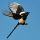 Black-billed Magpie