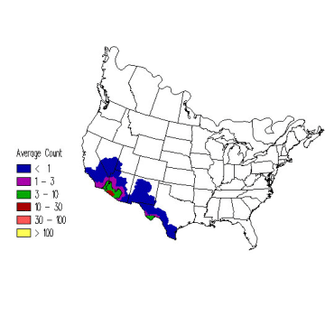 Black-tailed Gnatcatcher winter distribution map
