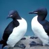 Thick-billed Murre