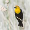 Yellow-headed Blackbird