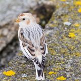 Blaine, WA, USA - Winter plumage - November 8, 2011