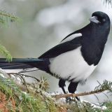 Black-billed Magpie