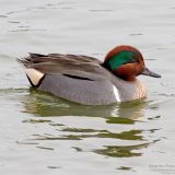 Male - Redwood Shores, Redwood City, California