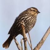 Female Red-winged Blackbird