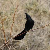 Phainopepla