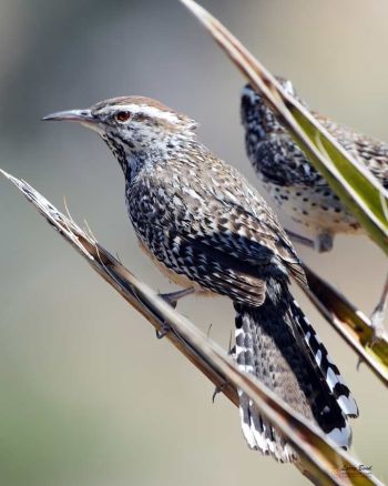 Cactus Wren