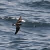 Leach's Storm-Petrel