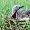 Red-throated Loon