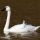 Tundra Swan