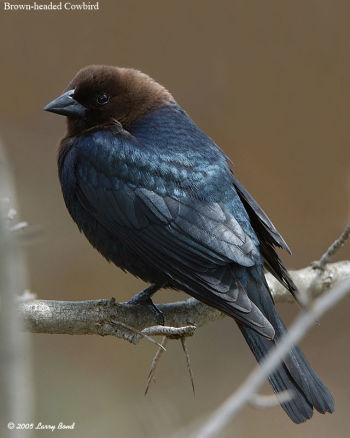 Brown-headed Cowbird