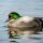 Falcated Duck