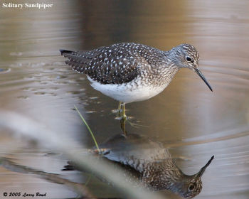 Solitary Sandpiper