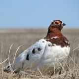 Molting spring Male