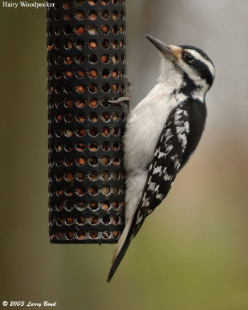 Hairy Woodpecker