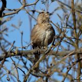 Bendire's Thrasher