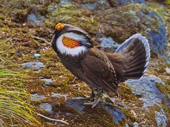 Male displaying