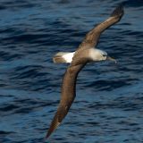 Yellow-nosed Albatross