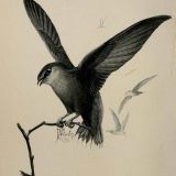 Chimney Swift