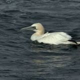 Northern Gannet