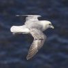 Northern Fulmar