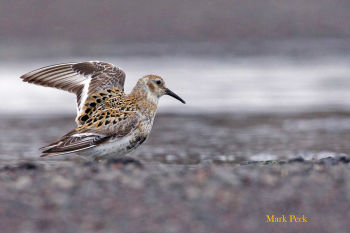 Rock Sandpiper