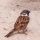 Eurasian Tree Sparrow