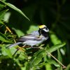 Golden-winged Warbler