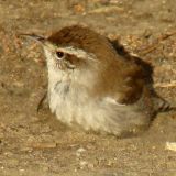 Taking a dust bath