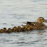 Female with her brood
