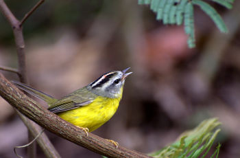 Golden-crowned Warbler