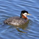 Breeding plumage -  Anchorage, Alaska, US - May 4, 2010